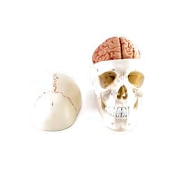QWORK Human Skull and Brain Anatomy Model, 11 Parts, Life Size, Numbered, Anatomically Accurate, for Science Medical Teaching Learning