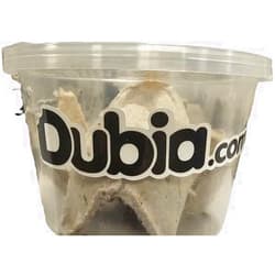 Dubia.com 12 Count Medium Hornworms Live Perfect Caterpillar Food for Bearded Dragons, Geckos, Turtles, Frogs, High Water Content Ensuring Optimal Nutrition & Hydration