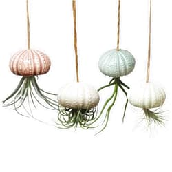 SCSFCVIUS Air Plant Holder Hanging Planter - Ceramic Cute Air Plant Hanger Wall Planter Tillandsia Airplants Hanging Holders Wall Decor (4 sea urchins)