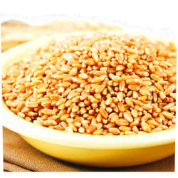 Green Hills Wheat Montana Prairie Gold Hard White Spring Wheat Berries, 25 Lb. Bag