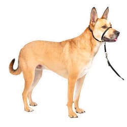 PetSafe Gentle Leader No-Pull Head Collar for Dogs, Dog Head Collar - The Ultimate Solution to Pulling, Padded Nose Loop, Quick-Snap Neck Strap, Dog Halter, Medium - Black