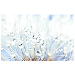 Rupert Gibsona Rupert Gibson Dandelions Droplets Water Drops Morning Dew Macro Photography Nature Nature Poster Canvas Print Poster Wall Art Decoration For Bedroom Living Room (Unframed) Home Decor