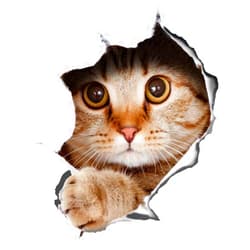 Winston & Bear 3D Cat Stickers 2 Pack - Peeking Cat Sticker for Wall, Fridge, Toilet and More - Retail Packaged Tabby Cat Decals