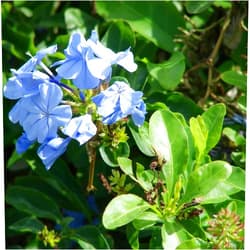 CHUXAY GARDEN Plumbago Auriculata Seed,Cape Leadwort,Cape Plumbago, Leaderwort 10 Seeds Lovely Blue Flowering Plant Grows in Garden and Pots Easy Care