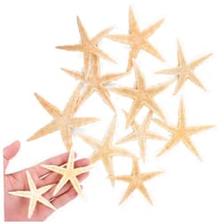 PPCLION Small Starfish Star Sea Shell Beach Craft ((2.5