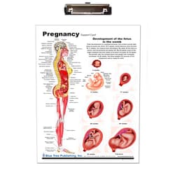 Blue Tree Publishing Pregnancy Dry Erase Clipboard,Pregnancy and Birth Anatomy - Anatomical Chart of Pregnant Female - 9