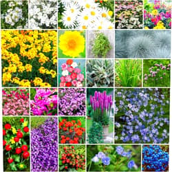 Eden Brothers Rock Garden Perennial Wildflower Mixed Seeds for Planting, 1/4 lb, 120,000+ Seeds with Rock Cress, Yarrow Mix | Attracts Pollinators, Plant in Spring or Fall, Zones