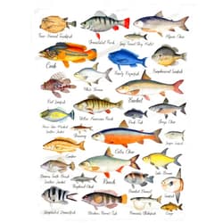 NIUJINMALI Types of Fish Blanket Cozy Soft Lightweight Flannel Throw Blanket for Bed Sofa Travel All Season Small 50
