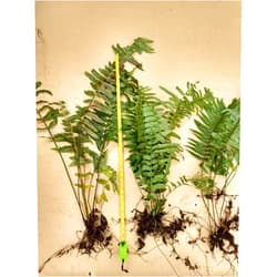Gar-Zen Botanical Designs Organic Giant Macho Ferns Set of 2.