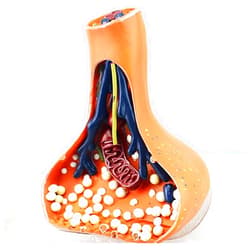 YCLRELIJ Synaptic Model, Chemical Synapse Anatomy Model, Human Nervous System for Medical, Neuronal for Medical Students Chemical Synapse, Educational Neurology Tool.