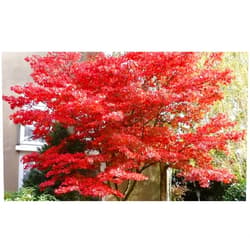 Generic Bloodgood Japanese Maple 2-3' in Height in an ABP Container