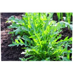 COOL BEANS N SPROUTS Arugula, Rocket, Roquette Lettuce Seeds 50 Count, COOL BEANS N SPROUTS Brand. Home Gardening.