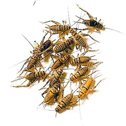 NutriCricket 110 Live Banded Crickets Medium (1/2