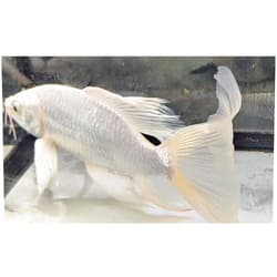 Quinn's Fins Platinum Butterfly Koi 3