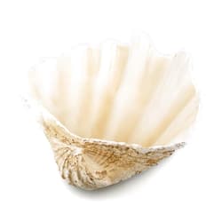 Afadorable Resin Seashell Decorative Bowl for Home Decor, Large Clam Shell Bowl for Coffee Table Centerpiece Kitchen Counter, Sea Shell Key Bowl for Entryway Table (Beige)