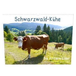 CALVENDO Schwarzwald-Kühe - Die Hinterwälder (Wandkalender 2025 DIN A3 quer), CALVENDO Monatskalender [Calendar] Stefanie Goldscheider, Biothemen
