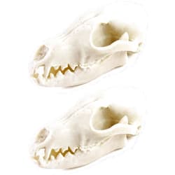 QWORK Fox Skull, 2 Pack Realistic Animal Skull Bones Fox Head Skeleton Natural Teeth Bone Specimen Model for Home Collectible Decoration Halloween Party