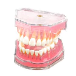 Dentalmall Dental Demonstration teeth Model - Standard Study Teaching dental mode with all Removable Teeth #4004 Silica Gel Material Soft and Bendable Teeth Typodonts