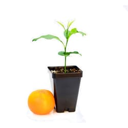 Gerald Winters and Son Nules Clementine Starter Plant. Citrus Clementina. 3