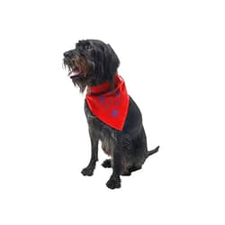 Insect Shield Insect Repellant Dog Bandana for Protecting Dogs from Fleas, Ticks, and Mosquitoes, Paisley, Red