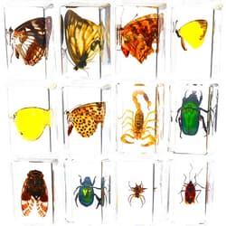 Macarrie 12 Pcs Insect in Resin Specimen Bugs Collection Arachnid Resin Paperweights Different Insect Specimen Bug for Kids Scientific Educational Toy, 12 Styles(Butterfly)