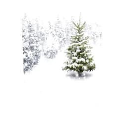 Allenjoy 5x7ft Photography Christmas Photo Backdrops Xmas New Year Winter Forest Background for Kids Baby Shower Newborn Snow Trees Holiday Party Decoration Pine Snowy Photo Booth Supplies