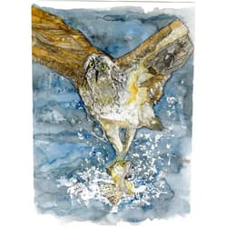 Generic Osprey