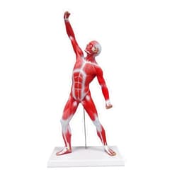 Ultrassist Human Anatomy Muscle Model, 20” Miniature Muscular System Model, Ideal Displaying & Visualizing Model of Superficial Structure