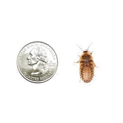 Dubia.com 50 Medium 3/4 Inch Dubia Roaches Live, Ideal for Amphibians & Invertebrates, Nutritious & Easy to Keep Live Cockroaches, Perfect for Reptiles, Birds, Rodents, Fish, and More