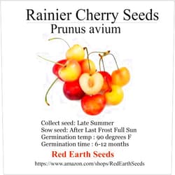 Red Earth Seeds 5 Rainier Cherry Seeds - Prunus avium