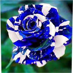 QAUZUY GARDEN 20 Blue Dragon Rose Rosa Seeds for Planting | Rare Striking Beautiful Stripe Rose Bush Seed for Garden Yard & Attract Pollinators