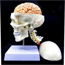XINDAM Human Skull with Brain and Cervical Vertebra Anatomical Model Life-Size Anatomy for Science Classroom Study Display Teaching Model