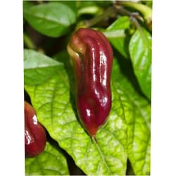 Bhut Jolokia Pepper PURPLE Bhut Jolokia/Ghost Chili (10 RARE Seeds) Beautiful and Hot !