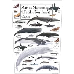 Earth Sky + Water - Marine Mammals of the Pacific Northwest Coast - Poster