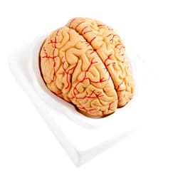 Oumefar Brain Model Anatomy Model Disassembled Human Brain Model 8 Parts Anatomical Brain Arteries Model Color Coded Life-Size Medical Brain Set with Base