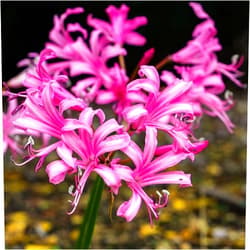 Nianyan Nerine Pink Triumph 5 Large Bulbs White Spider Lily Bulbs - Magic Lily Bulbs - Guernsey Lily Bulbs