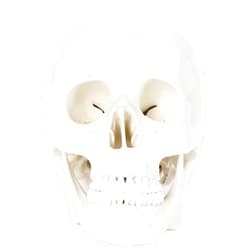Anatomy Lab Human Skull Model, 3 Part Life Size Anatomical Human Skull Model for Anatomy, Features Removable Skull Cap (Calvaria), Articulating Jaw (Mandible), and Base of Skull for Educational Study