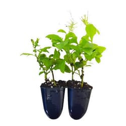 Sandys Nursery Online Fast Growing Perennial Shrub, Plumbago auriculata, White Cape Leadwort, Starter Plants, Lot of 6