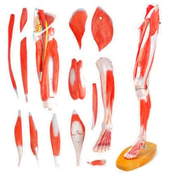 EVOTECH SCIENTIFIC EVOTECH Human Leg Musculature Anatomy Model, 25 inch 2/3 Life Size 14 Pcs Removable Leg Anatomy Model W/Numbered Structures Showing Muscles Major Blood Vessels Nerves for Medical Student Lab Classroom