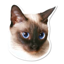 Magnet America Siamese Cat Magnet is 5