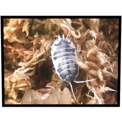 Critters Direct Dairy Cow Isopods (Qty-50), for Amphibian/Reptile/Invertebrate Bioactive Habitats