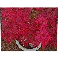Japanese Maples and Evergreens Beni Ubi Gohon Japanese Maple 1 - Year Plant