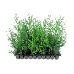Florida Foliage Leyland Cypress | 3 Live Plants | Cupressocyparis leylandii | Fast Growing Privacy Trees, Evergreen Landscape Plants, Drought Tolerant, Low Maintenance, Windbreak, Hardy