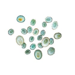 Chichester Inc Green Limpet Shells - 100/1171-100 F6