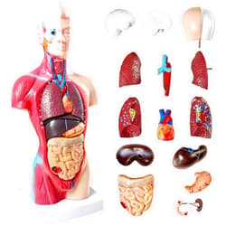 NEW HORIZON Human Anatomy Torso Model 10.5 Inch Anatomical Assembly Model of Human Organs 15 PCS Removable Organs School Medical Education Display with Detailed Installation Manual
