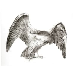 Posterazzi The martial eagle (Polemaetus bellicosus). From The National Encyclopaedia: A Dictionary of Universal Knowledge published c.1890 Poster Print by Ken Welsh (16 x 12)