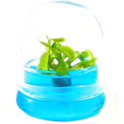 BLOOMIFY Venus Flytrap Terrarium - Zero Care - 100% Growth Guarantee - 2.5