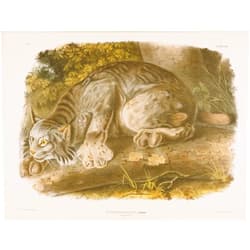 MHWZYTQFZ Famous Canvas Picture Art Classic Canvas Picture Canada Lynx by John Jamess Audubon Wall Art Canvas Poster for Home Decor 60x90cm