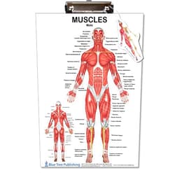 Blue Tree Publishing Muscle Anatomy Female and Male Dry Erase Clipboard Two Sided (Skeletal)