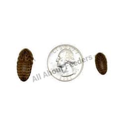 AAFeeders All About Feeders Medium Dubia Roaches 500 Count